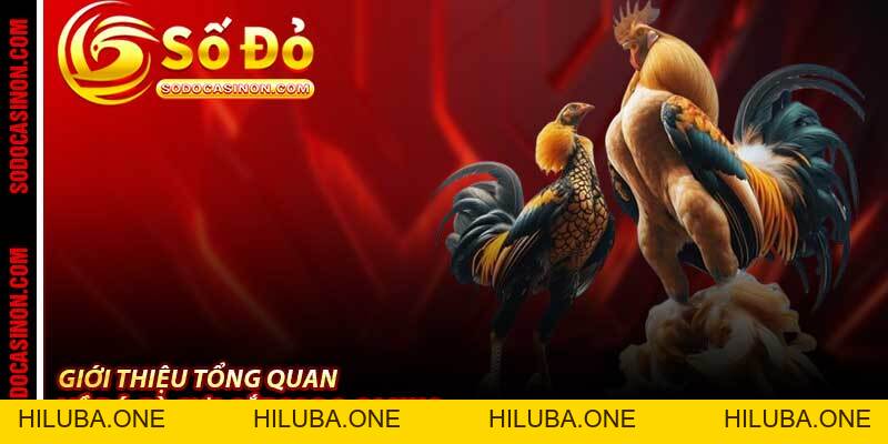 Đá Gà Cựa Sắt Sodo Casino - Trận Chọi Gà Gay Cấn Nhất 2026